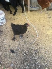 Galletto marans