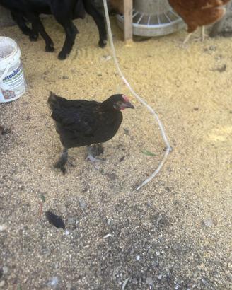 Galletto marans