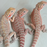 Pogona vitticeps dunner