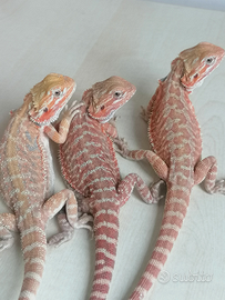 Pogona vitticeps dunner