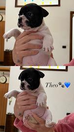 Cuccioli di bulldog francese