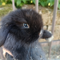 Minilop pure,alta genealogia,varie età fino a 1 an