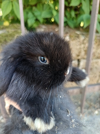 Minilop pure,alta genealogia,varie età fino a 1 an