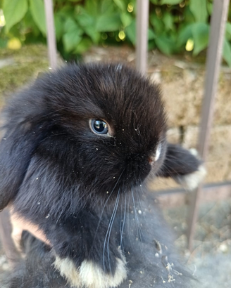 Minilop pure,alta genealogia,varie età fino a 1 an