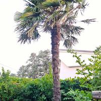 Palma a ventaglio