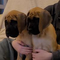 Alano Fulvo cuccioli alta selezione