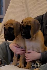 Alano Fulvo cuccioli alta selezione