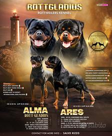 Cuccioli di Rottweiler di Alta Genealogia