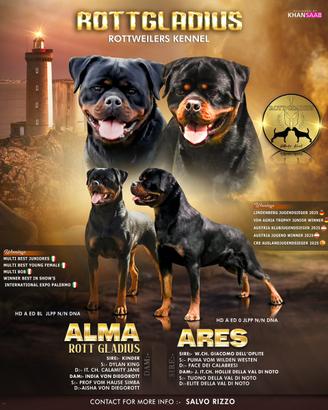 Cuccioli di Rottweiler di Alta Genealogia