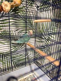 Pappagallo Inseparabile