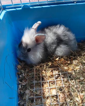 Coniglietto