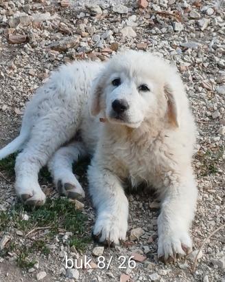 pastore maremmano abruzzese 