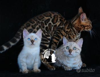 Cuccioli Bengala - Piccoli Leopardi dal Cuore Dolc