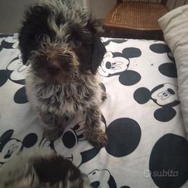 Lagotto