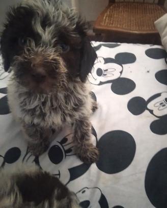 Lagotto