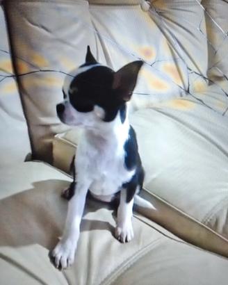 chihuahua femmina 