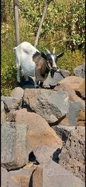 Capra tibetana