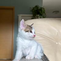 Gattini