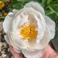 peonia miss america
