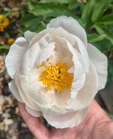 peonia miss america