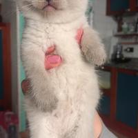 Scottish fold/stright