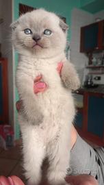 Scottish fold/stright