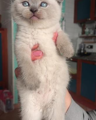 Scottish fold/stright