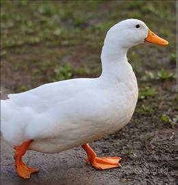 Anatre Pechino