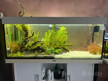 ACQUARIO JUWEL 240