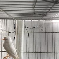 Canarina bianco dominante