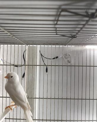 Canarina bianco dominante