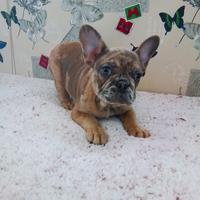 BULLDOG francese maschio tre mesi mezzo