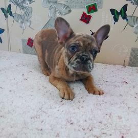 BULLDOG francese maschio tre mesi mezzo
