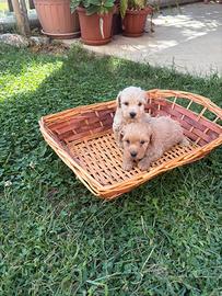 Cuccioli di barboncino