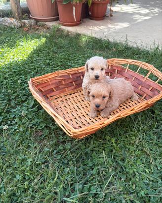 Cuccioli di barboncino