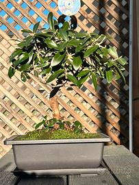 Bonsai ulivo