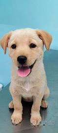 SAM .?. cucciolo di 3 mesi simil labrador