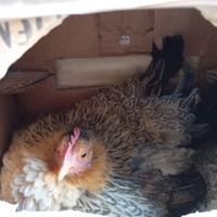 CHIOCCIA SERAMA taglia piccolissima