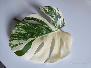 talea A Monstera Albo variegata 