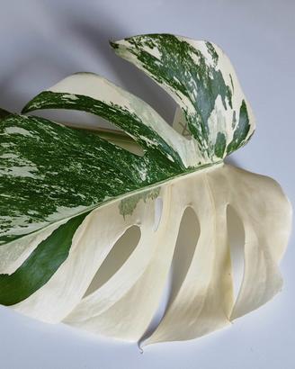 talea A Monstera Albo variegata 