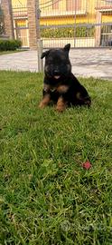 Cuccioli di pastore tedesco