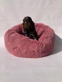 Cocker Spaniel - M & F