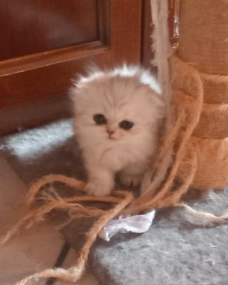 miao miao femmine e maschio