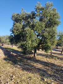 Terreno agricolo