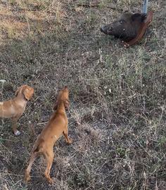 Cucciole di 4 mesi segugio maremmano con pedigree