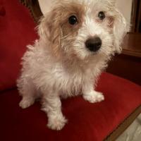 Maltipoo/maltese mini toy