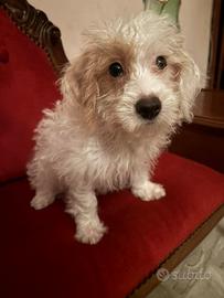 Maltipoo/maltese mini toy