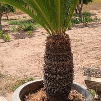 Blocco di piante per giardino.