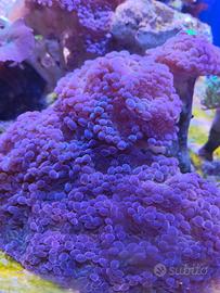 Animale Euphyllia Parancora XXL