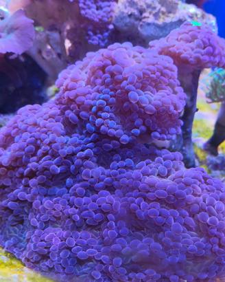 Animale Euphyllia Parancora XXL